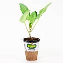 Bonnie Plants OS Cross Cabbage